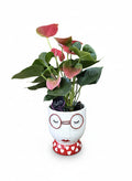 Anthurium Rojo