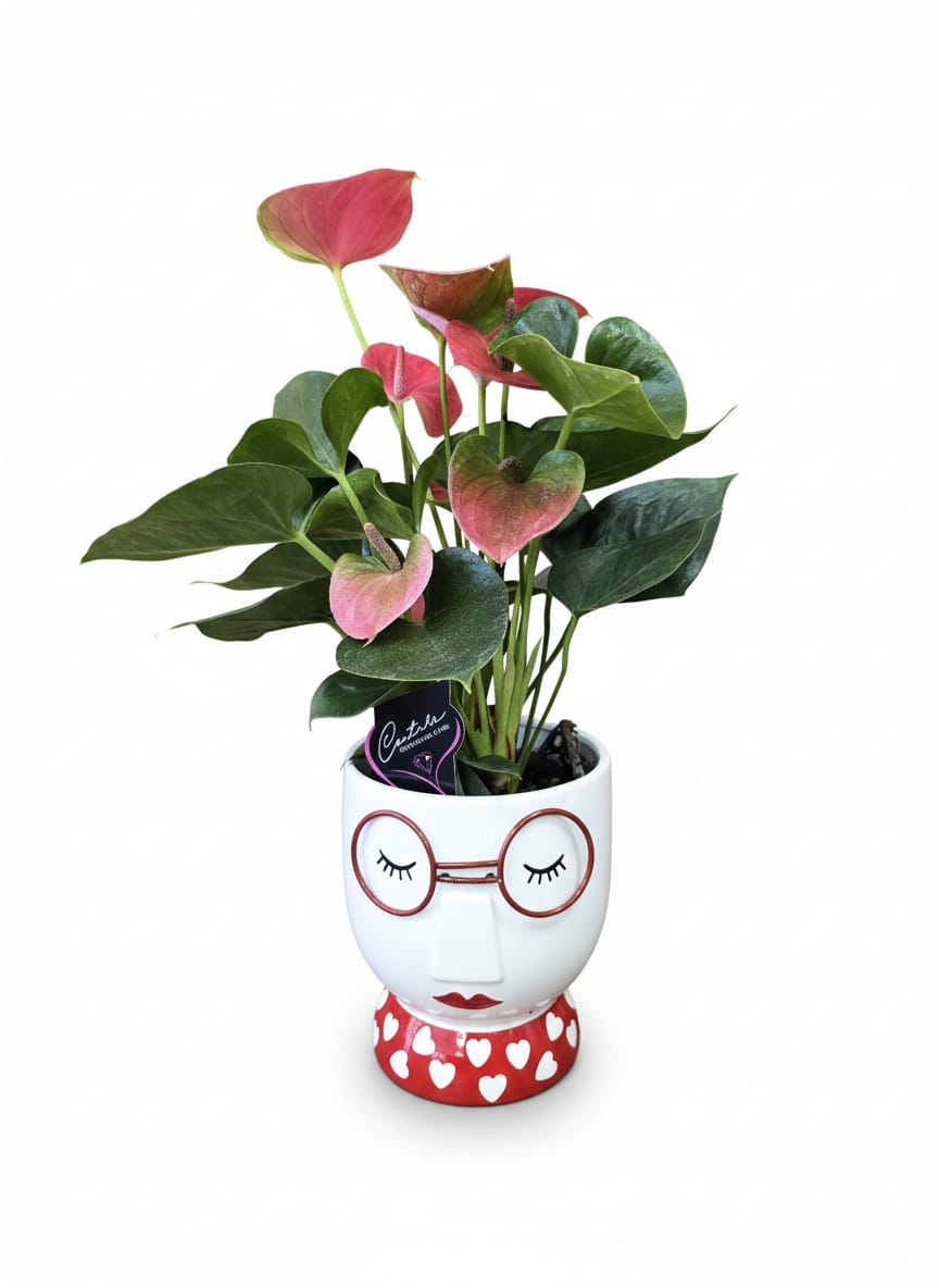 Anthurium Rojo