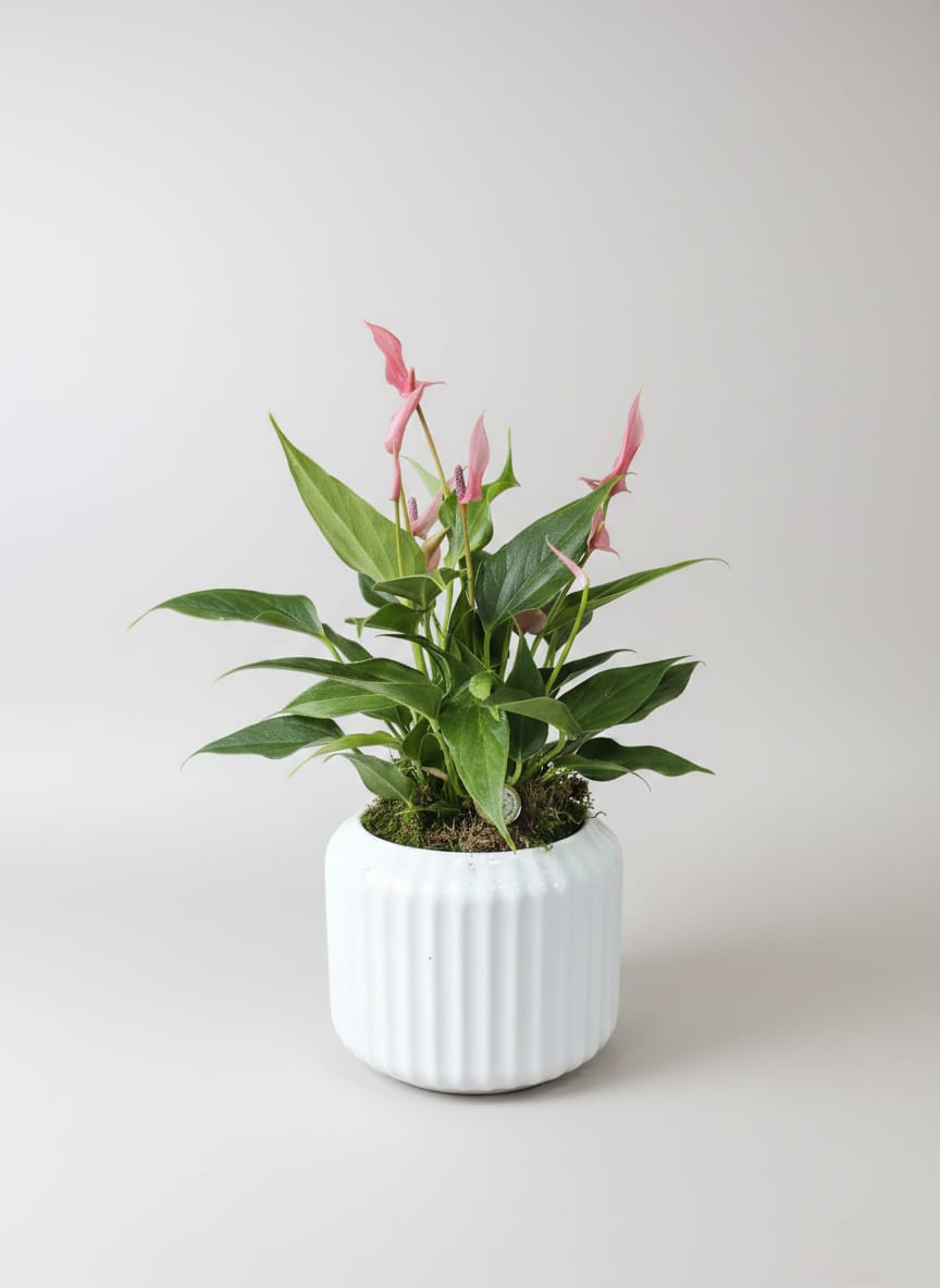 Anthurium Rosa