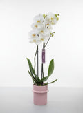 Orquídea Phalaenopsis