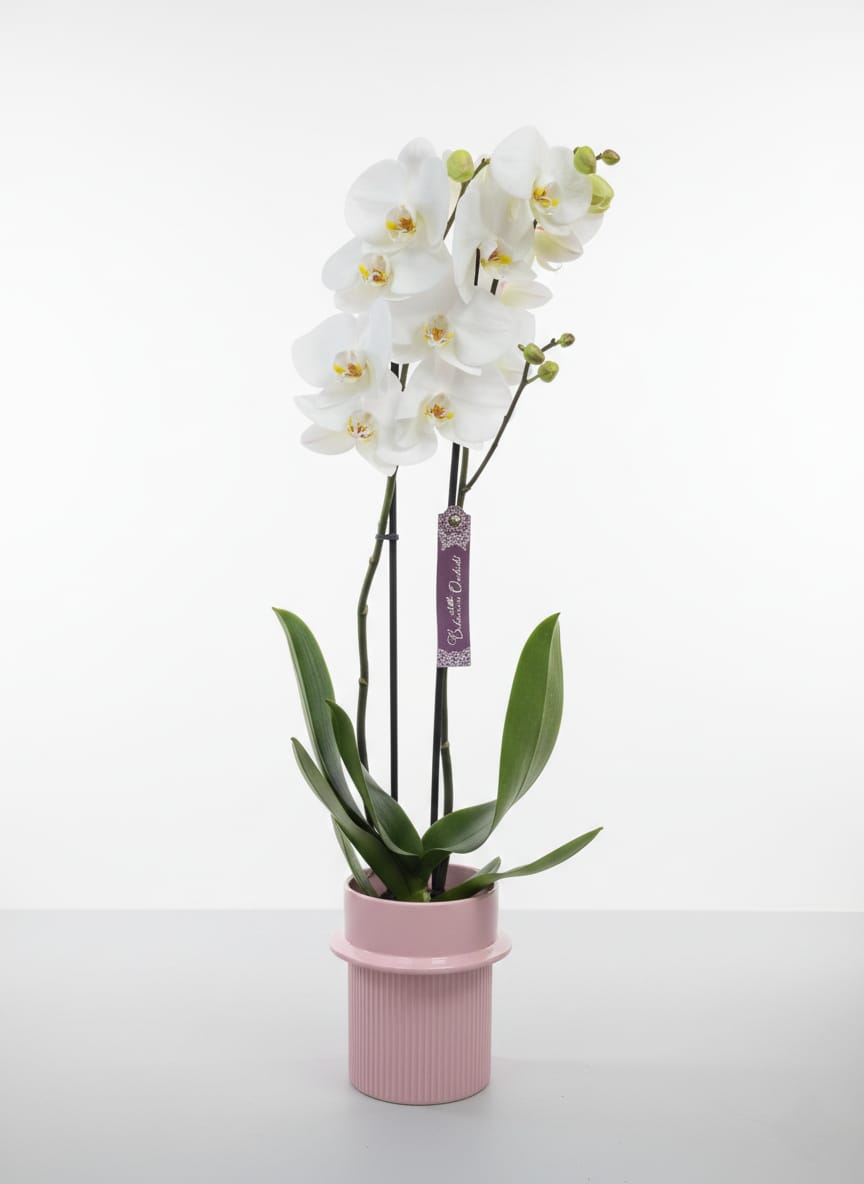 Orquídea Phalaenopsis